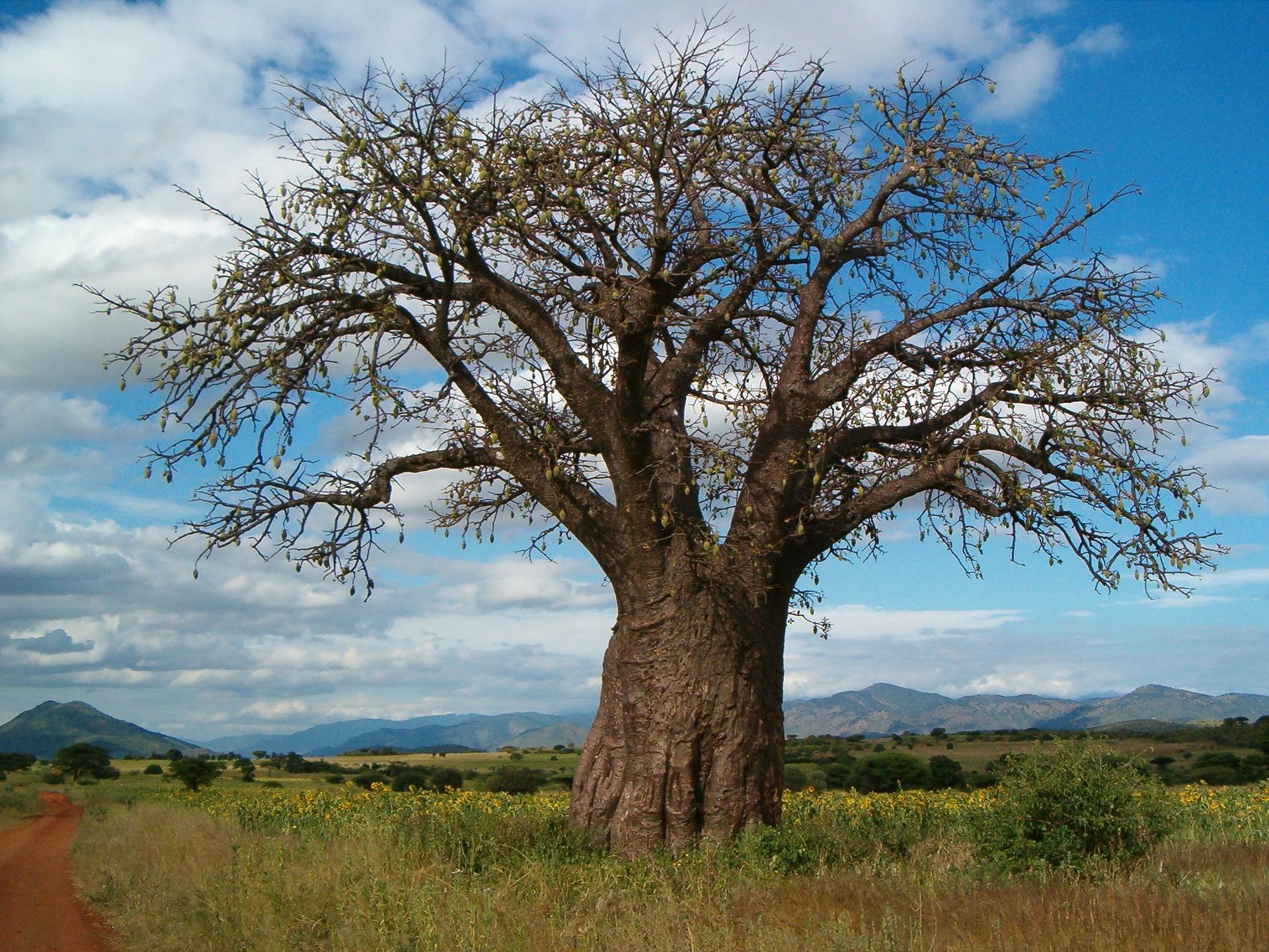 Baobab image